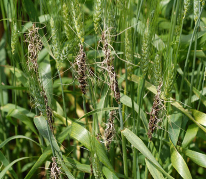 Figure 1. Loose smut on wheat heads