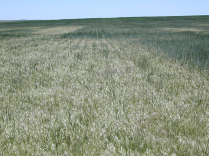 Weed control check strip