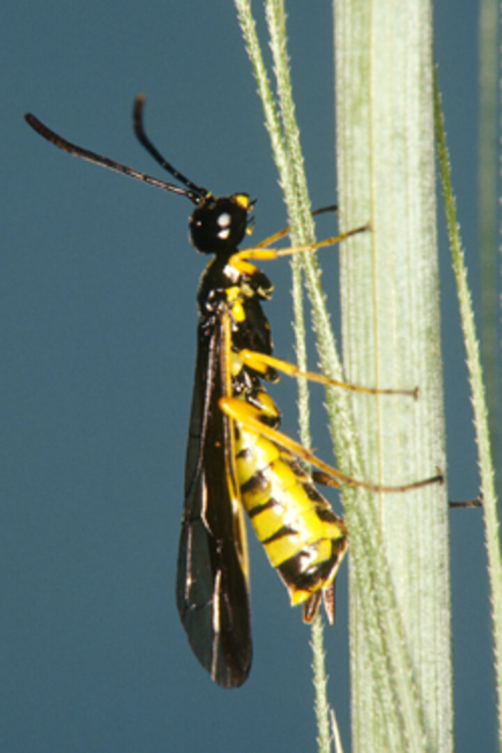Photo of a wheat stem sawfly.