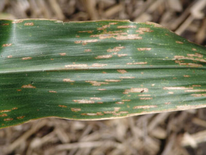 Grey leaf spot in corn.