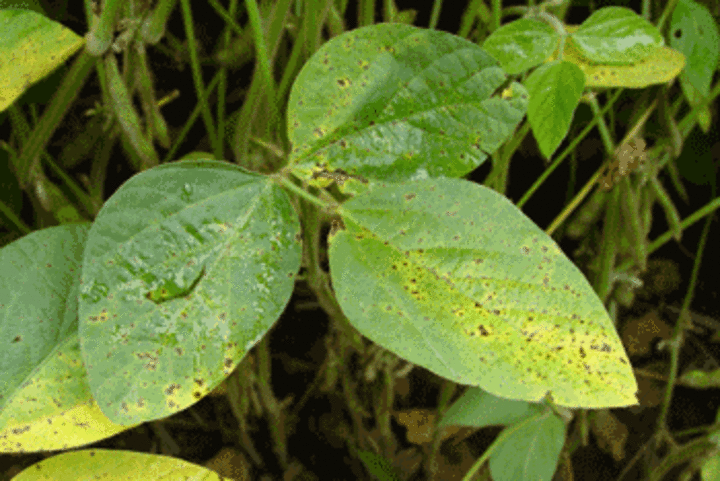 Photo of brown spot disease in soybean.