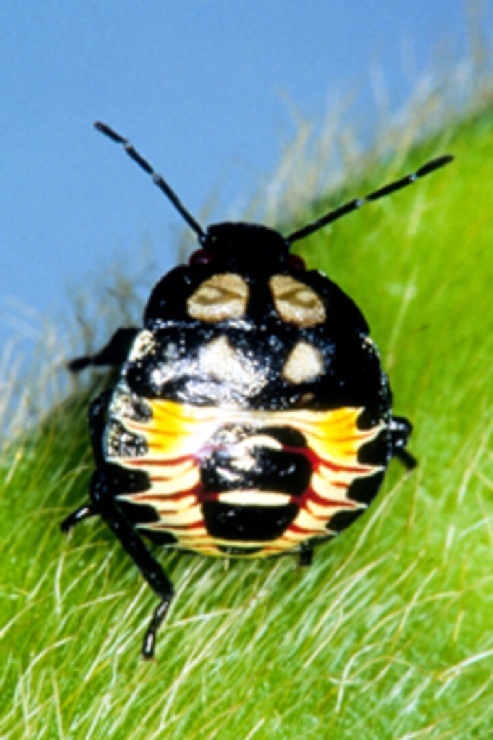 Photo of a green stink bug.