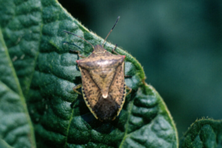 Brown stink bug