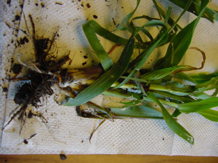 Photo showing wireworm damage to corn.