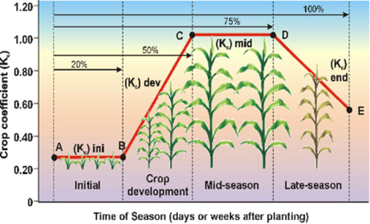 Schematic representation of crop coefficients