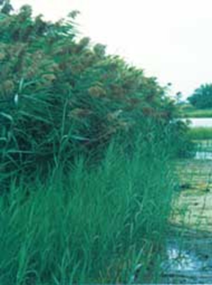 Photo of phragmites plants along a riverbank.