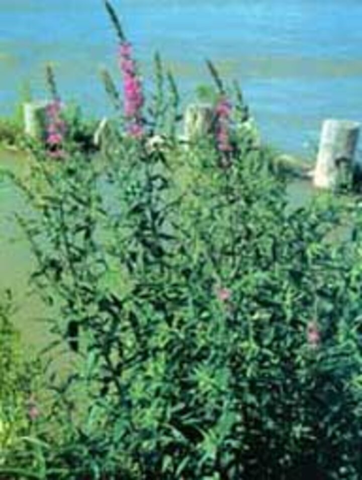 Photo of purple loosestrife