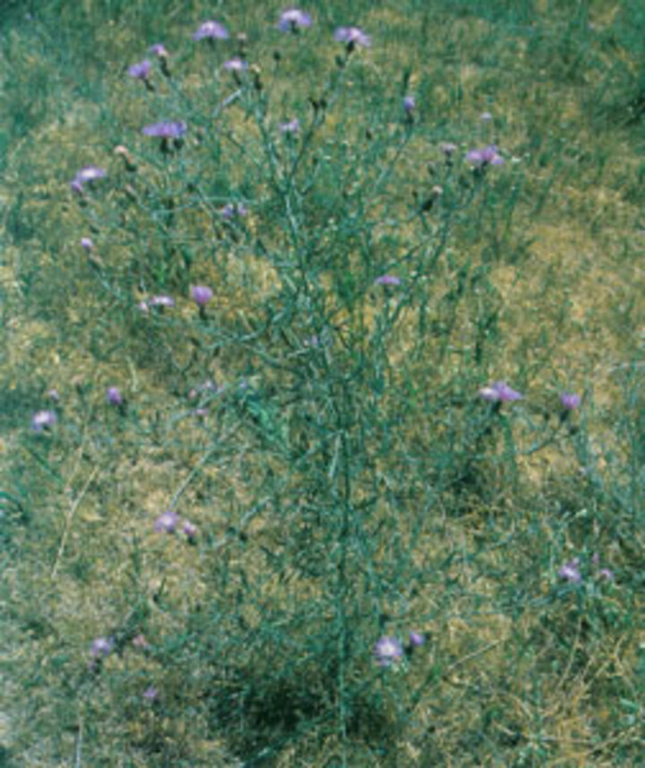 Photo of spotted knapweed.