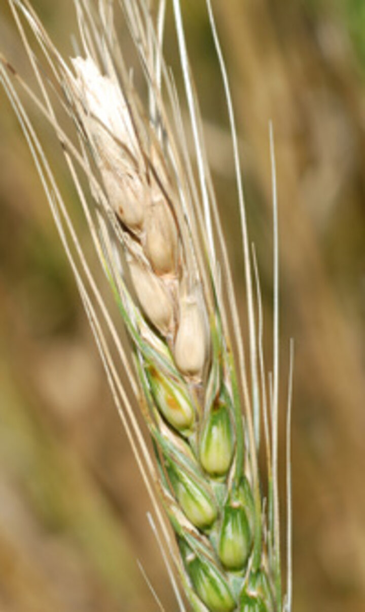 picture of fusarium head blight