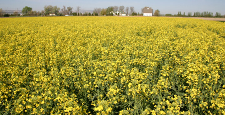 Research plot of canola at the Panhandle Research and Extension Center.