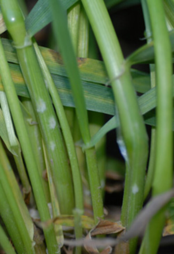 Figure 4: This picture shows powdery mildew pustules