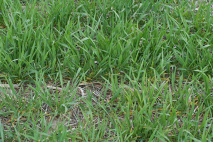 Figure 5: Yellowing of lower leaves and stunting of wheat plants caused by an spot infections