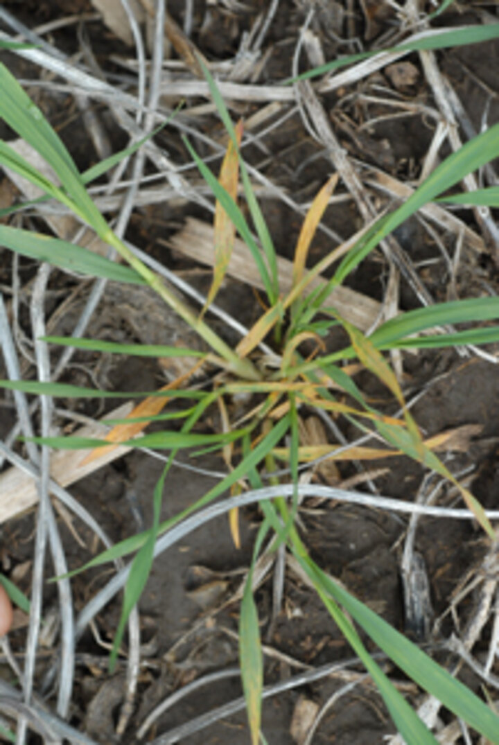 Figure 6: Rosetting of a wheat plant caused by wheat soilborn mosaic virus