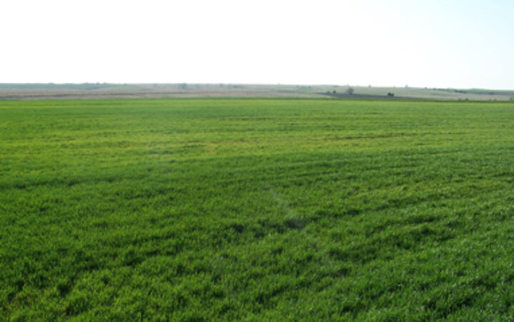 Fig 1: Yellowing and stunting of wheat showing over large areas in a field. 