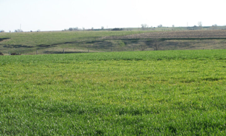 Fig. 2: Localized yellowing and stunting of wheat