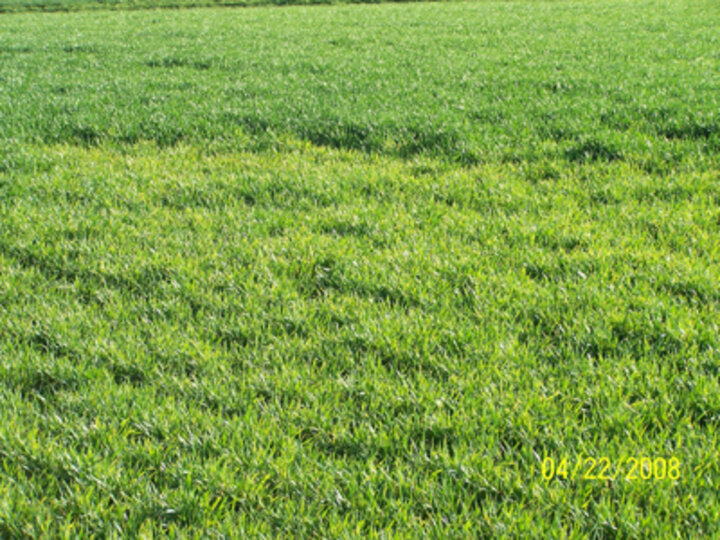 Fig. 3: Close up of an area with stunted and yellow wheat