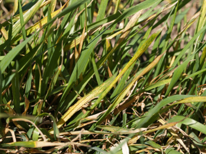 Fig 4: Mosaic and yellowing on leaves caused by soilborn mosaic.