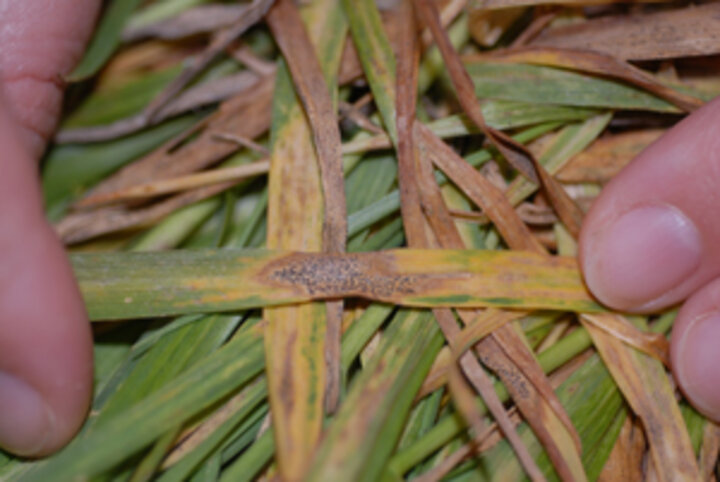 Fig 5: Fruiting structures of the Septoria leaf