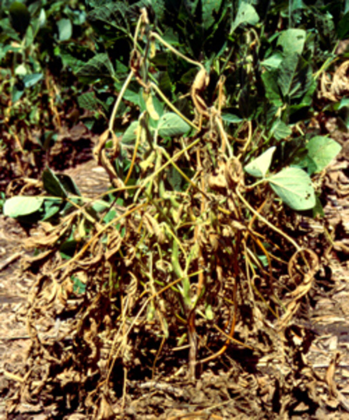 Photo of soybean plant damaged by phytopthora.