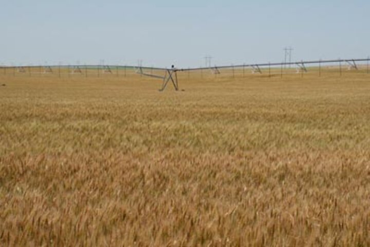 Photo of a winter wheat field with black chaff disease in Keith County 