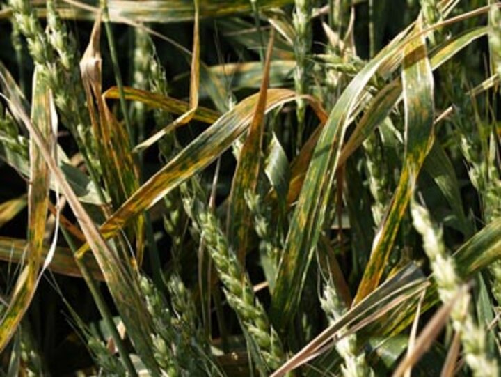 Photo of black chaff in wheat in Keith County 