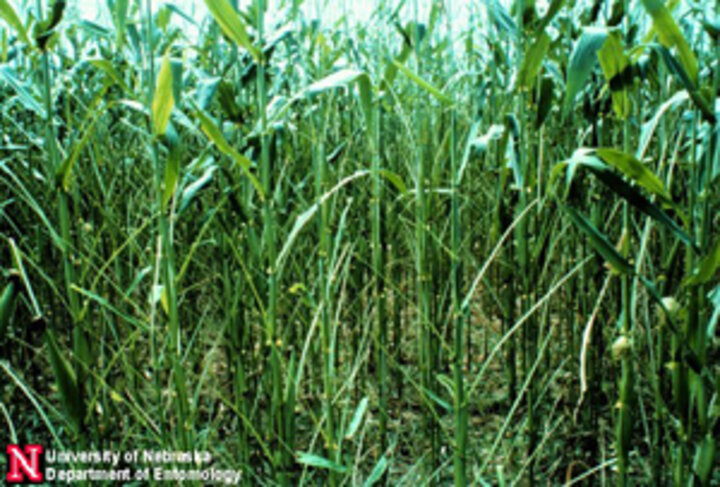 Photo of field damage from armyworms