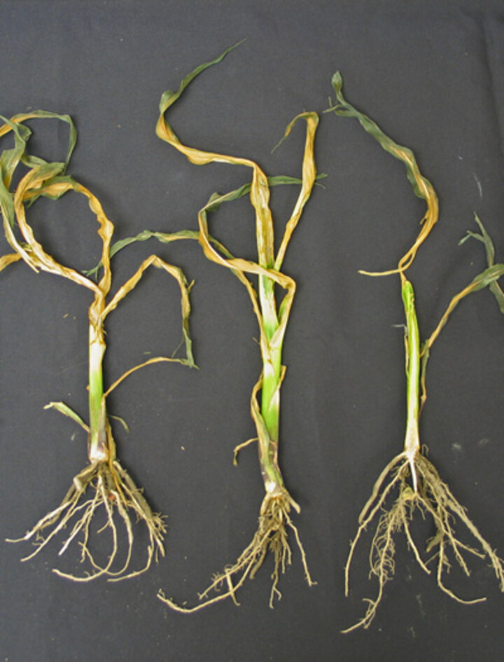 Photo of freeze-damage corn.