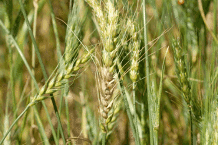 Photo of wheat scab
