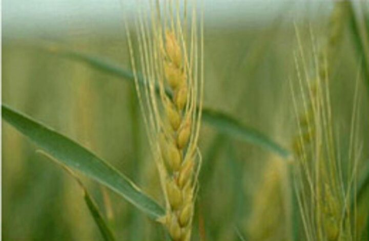 Photo of wheat with freeze damage at heading which causes glumes to become yellow and have a water-socaked appearance.