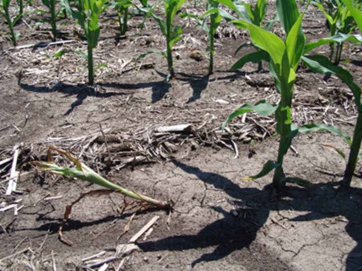 Photo of a rootless corn