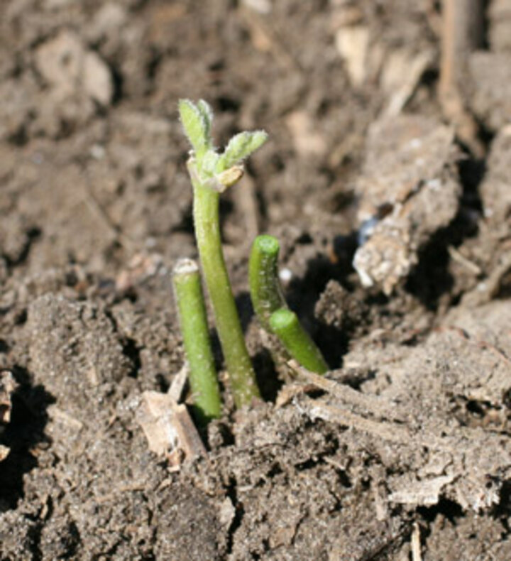 Photo of soybean plants chewed by deer