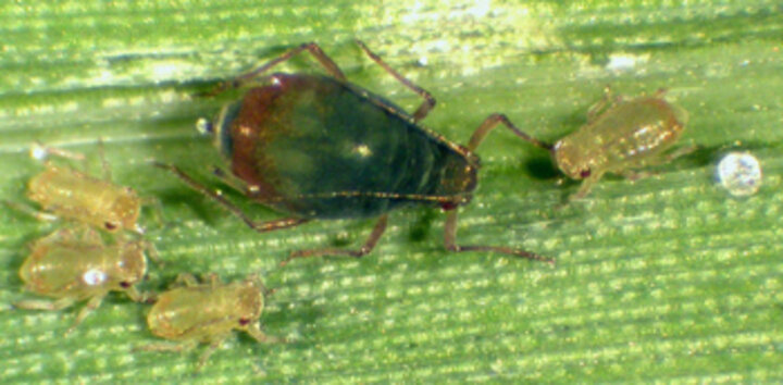 Photo of an oat-bird cherry aphid