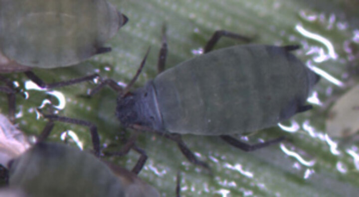 photo of a corn leaf aphid