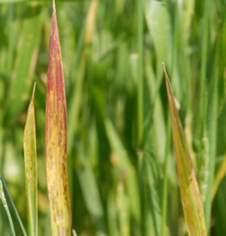 Photo of discoloration caused by barlet yellow dwarf virus