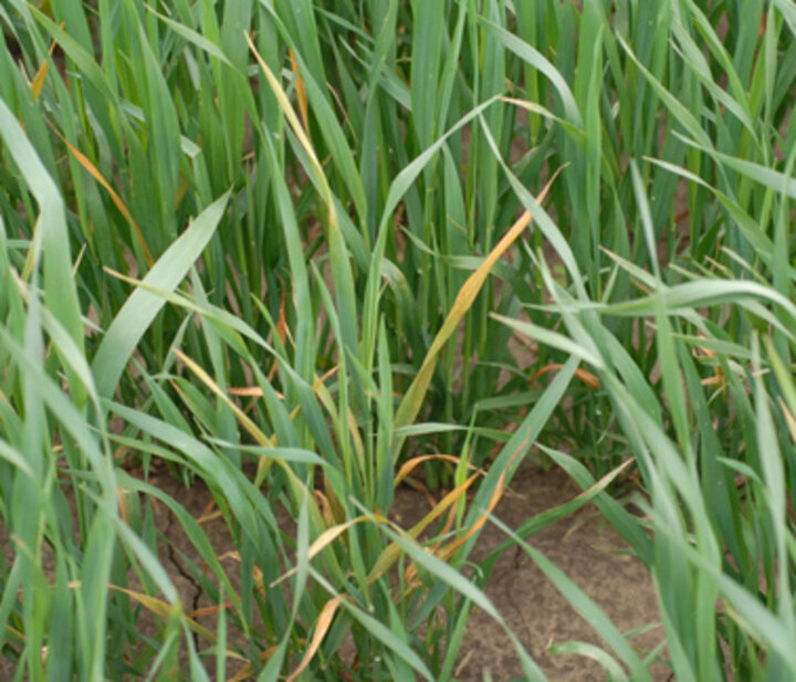 Photo of Barley yellow dwarf symptoms on oats