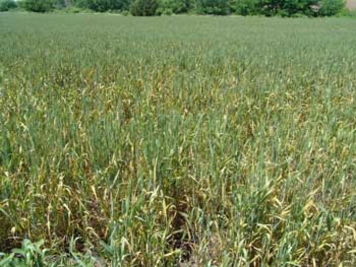 Photo of a cultivar with a yellow to brown cast