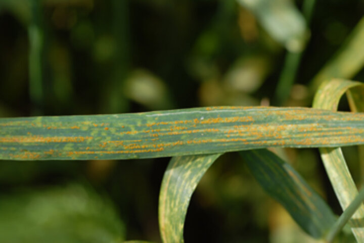 Photo of stripe rust