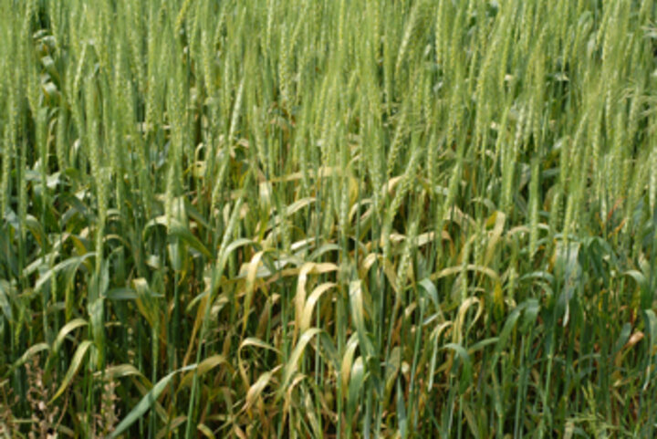 Photo of a field t UNL's ag research center