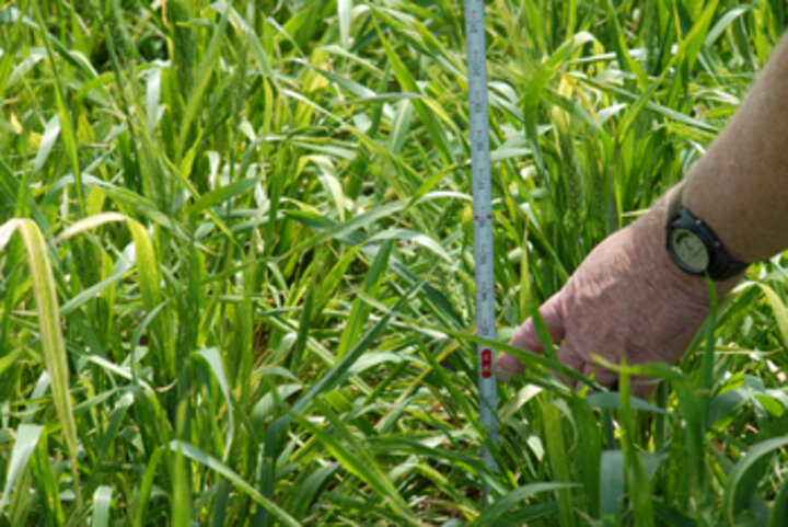 Photo of a stunted wheat field