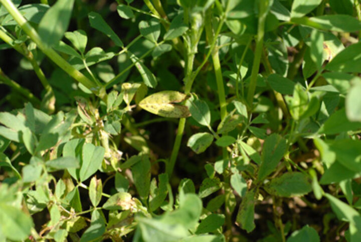 Photo of dark brown to black spots on the lower leaves of alfalfa