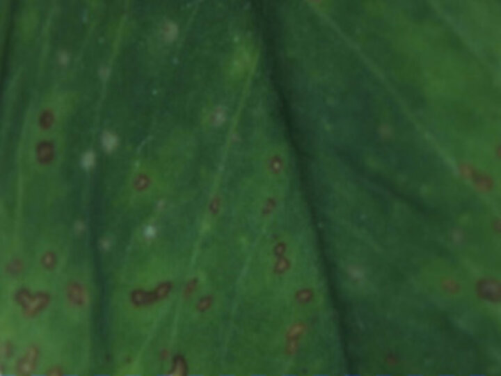 Photo of lesions caused by leptosphaerulina leaf spot