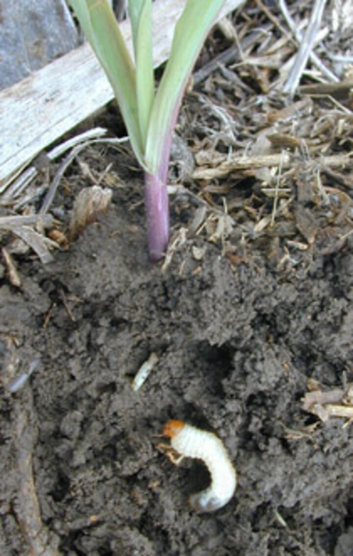 Photo of a white grub