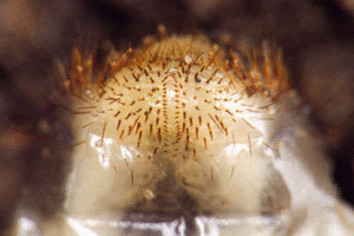 Photo of a three-year white grub larva