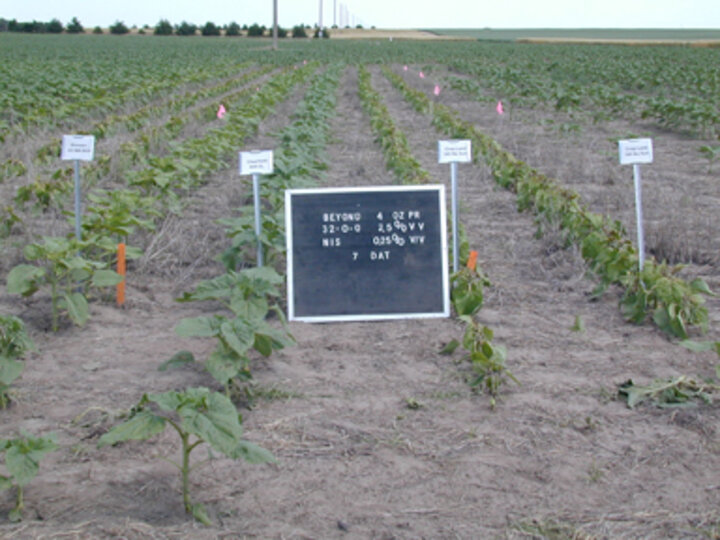 Photo of sunflower hybrids