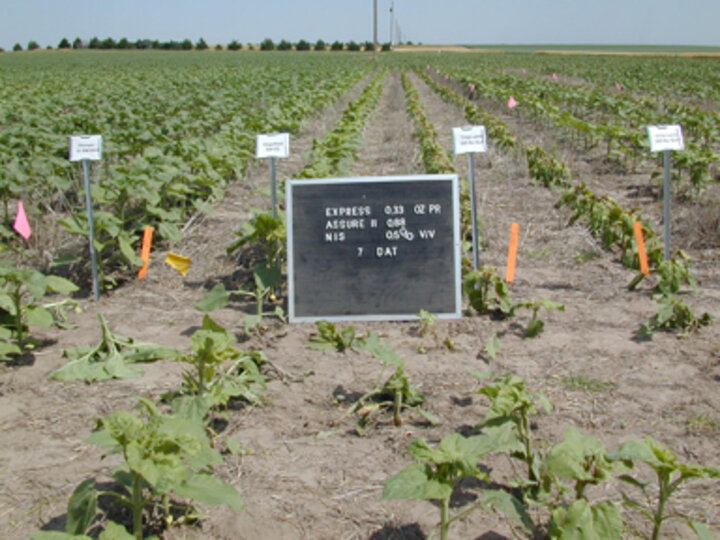 photo of sunflower hybrids