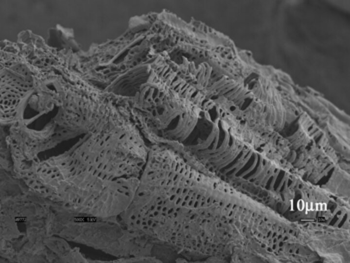Photo of a cornstalk particle.
