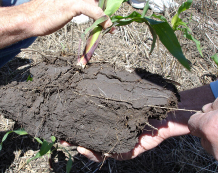 The seed furrow opener