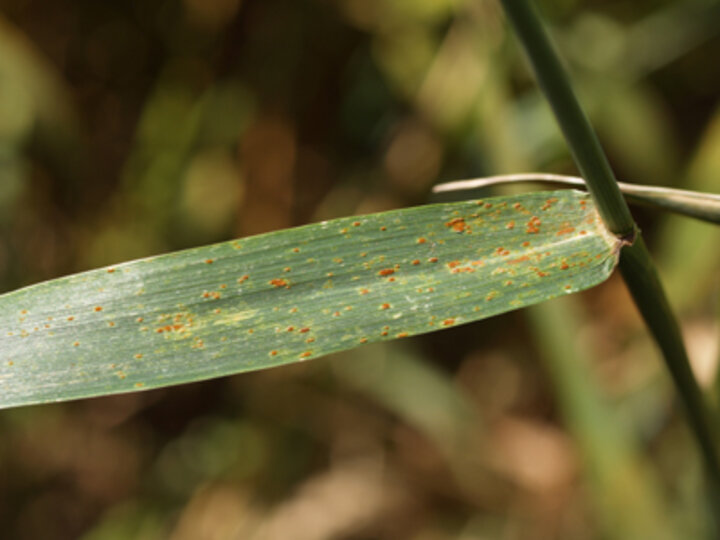 Photo of leaf rust