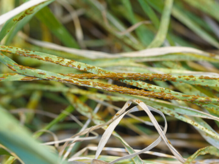 Photo of stem rust