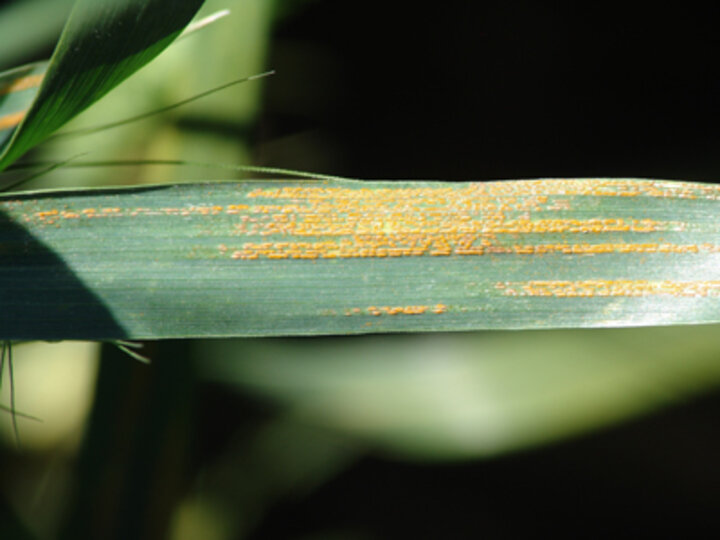 figure of stripe rust